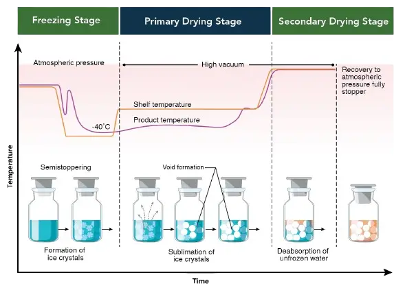 سیکل لیوفیلیزاسیون- LYOPHILIZATION CYCLE